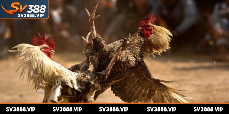 Lưu ý một số điểm để quá trình rút tiền SV388 diễn ra an toàn, suôn sẻ