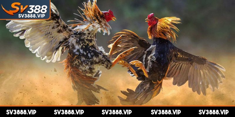 Cách chấp tiền gà chọi là một phần không thể thiếu