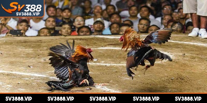 Đá gà mạng không phải đến các sới truyền thống