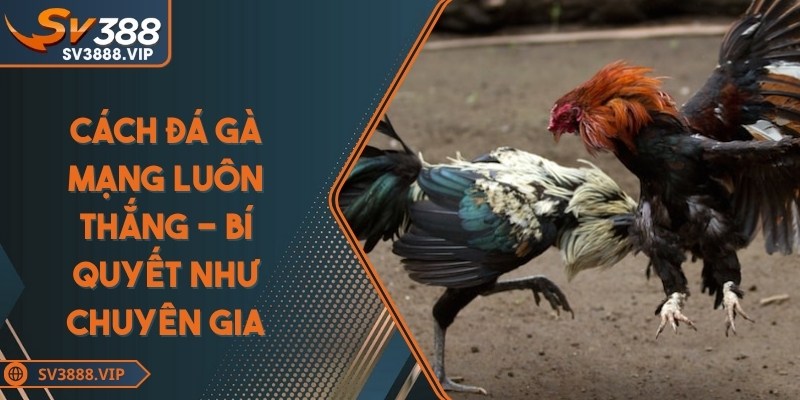 Cách đá gà mạng luôn thắng