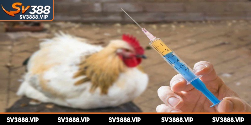 Phòng bệnh luôn là giải pháp bền vững và hiệu quả nhất trong chăn nuôi