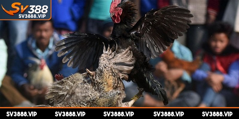 Theo luật đá gà miền Bắc các chiến kê được phân hạng rõ ràng