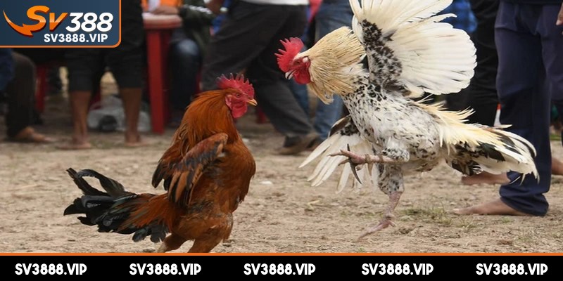 Đá gà miền Bắc không sử dụng vũ khí nhân tạo