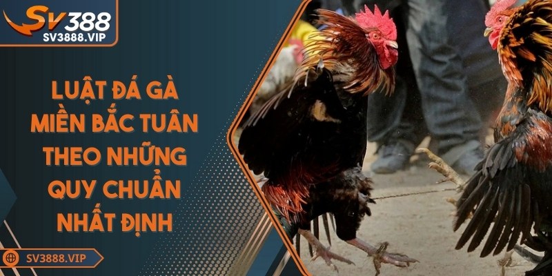 Luật đá gà miền bắc